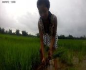 sexy asian girl in the rice field from rice bunny